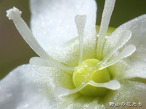 モウセンゴケ－花３