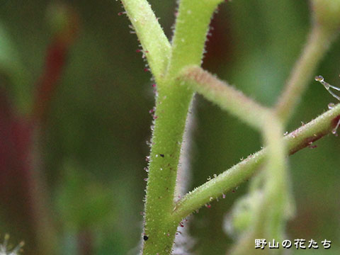 シロバナナガバノイシモチソウ－茎