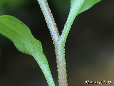 コシジタビラコ－茎