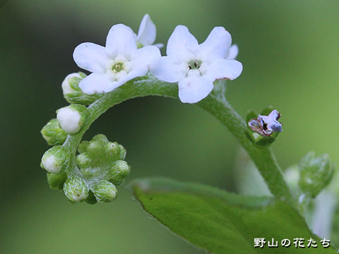 コシジタビラコ－花２
