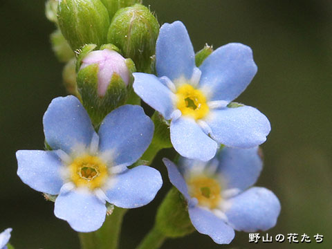 ナヨナヨワスレナグサ－花