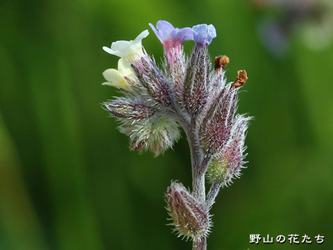 ハマワスレナグサ－花