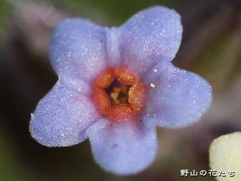 ハマワスレナグサ－花３