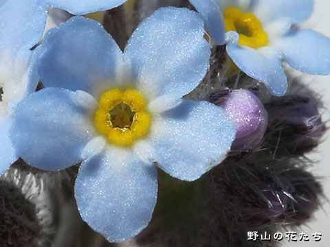 ノハラムラサキ－花２