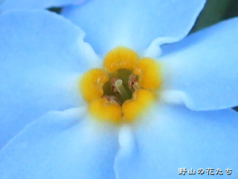 ワスレナグサ－花２