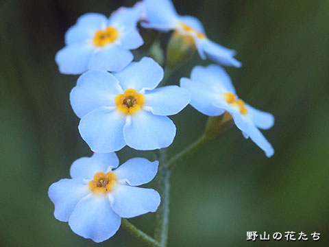 ワスレナグサ－花