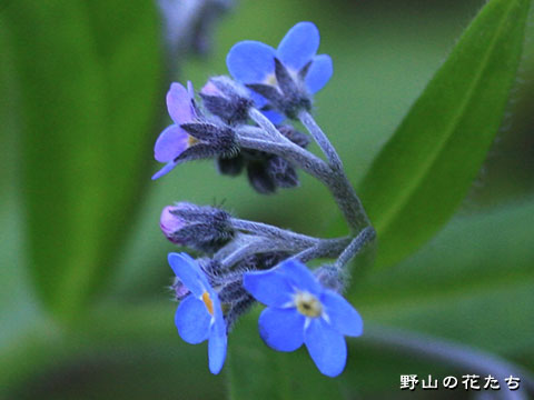 エゾムラサキ－花３