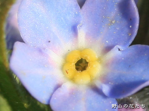 エゾムラサキ－花２