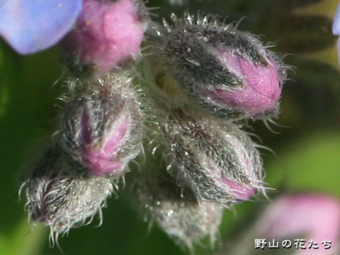 エゾムラサキ－花４