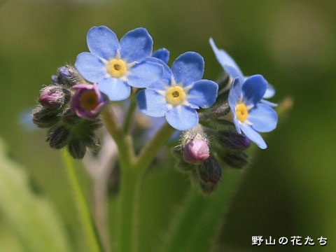 エゾムラサキ－花