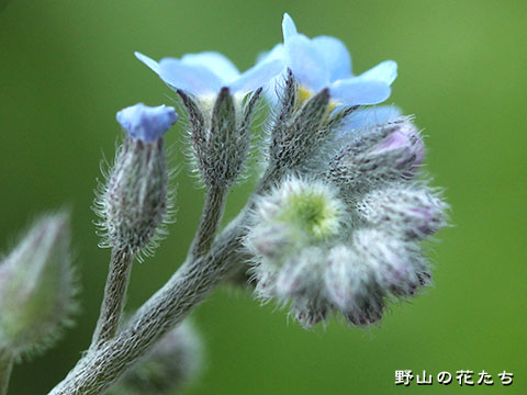 ノハラムラサキ－花