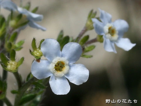 ミヤマムラサキ－花２