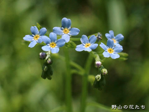 ナヨナヨワスレナグサ－花