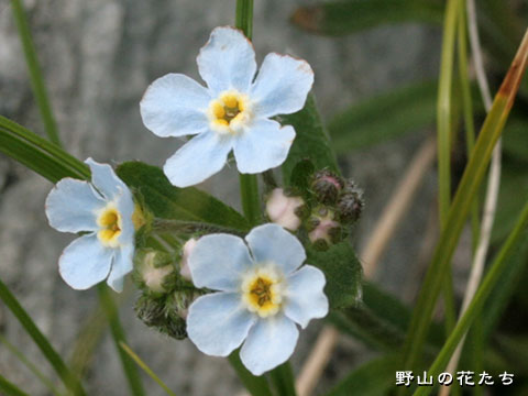 ミヤマムラサキ－花
