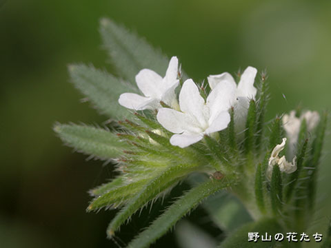 イヌムラサキ－花
