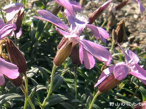 タカネビランジ－花