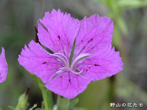 シナノナデシコ－花