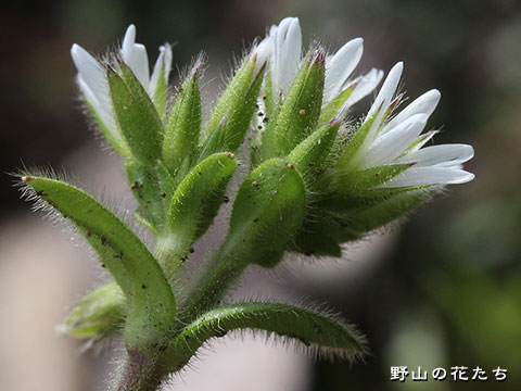 オランダミミナグサ－花２