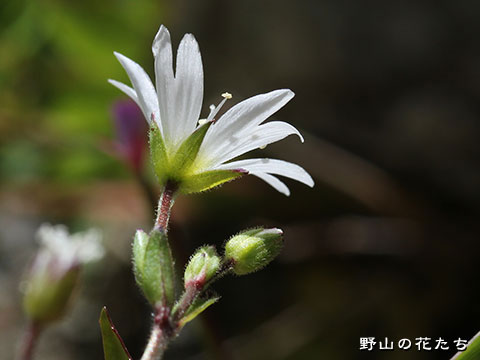 タカネミミナグサ－花２