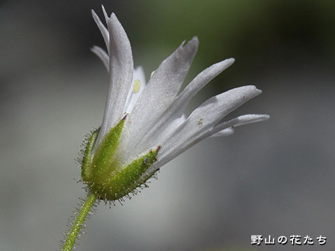 ミヤマミミナグサ－花３