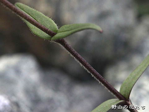 クモマミミナグサ－茎