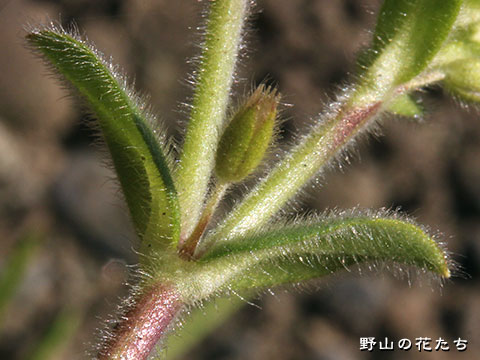 オランダミミナグサ－茎