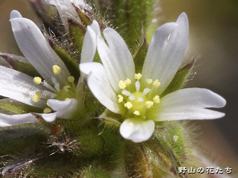オランダミミナグサ－花４