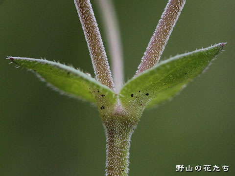 ノミノツヅリ－茎