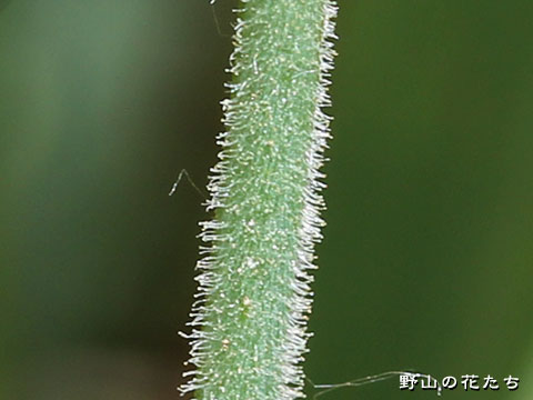 イヌコモチナデシコ－茎