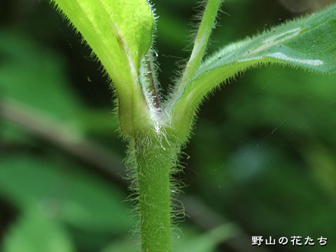 アケボノセンノウ－茎