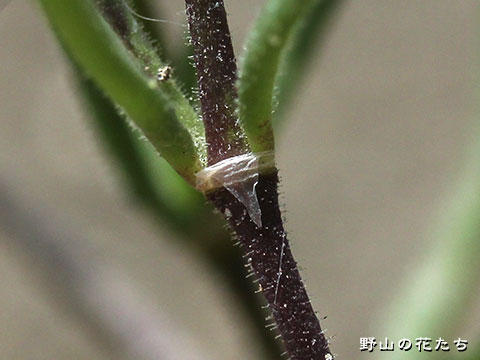 ウシオハナツメクサ－茎