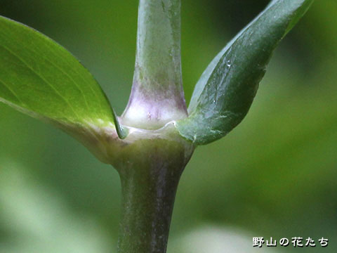 シラタマソウ－茎