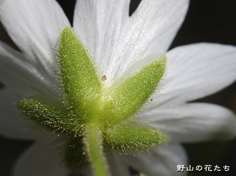 オオバナノミミナグサ－花４
