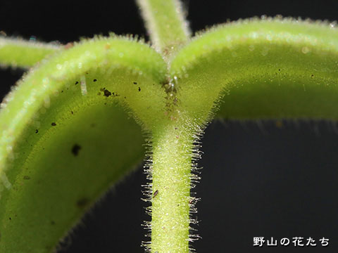 オオバナノミミナグサ－茎