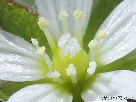 ミミナグサ－花４