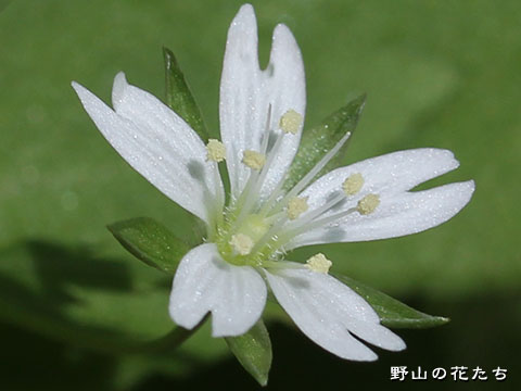 サワハコベ－花