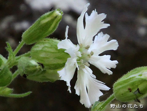 アオモリマンテマ－花