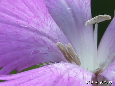 カワラナデシコ－花3