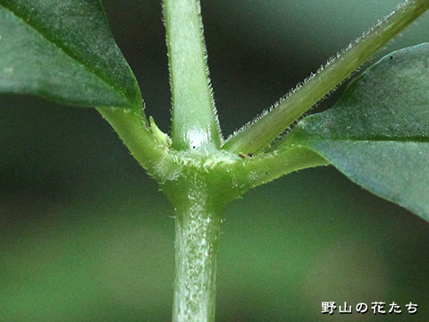 オオヤマハコベ－茎