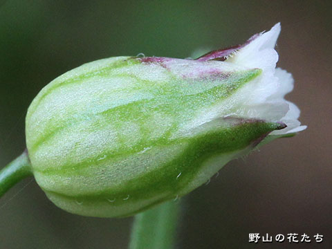 フシグロ－花２