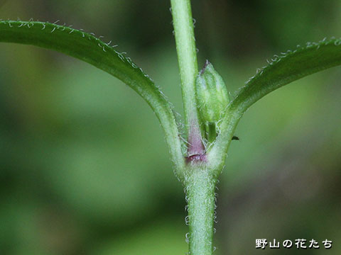 フシグロ－茎