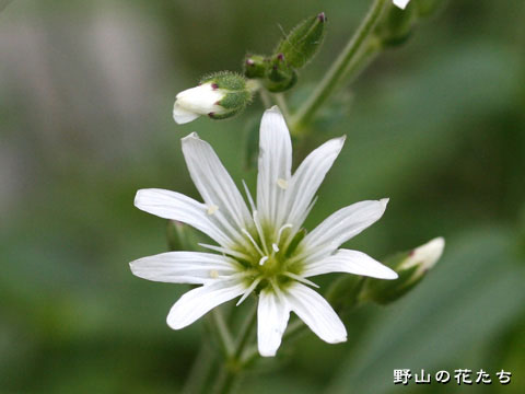 タカネミミナグサ－花