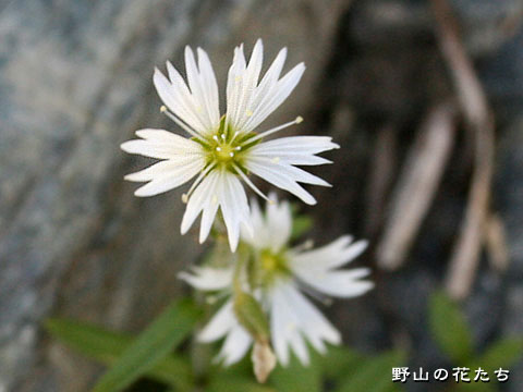 ミヤマミミナグサ－花