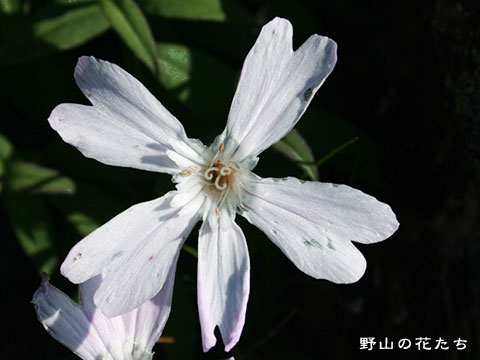 シロバナタカネビランジ－花