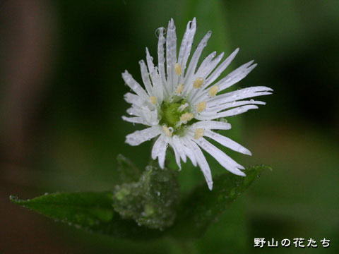 エゾオオヤマハコベ－花