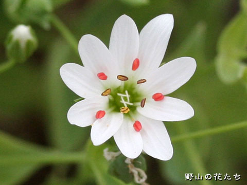 シコタンハコベ－花