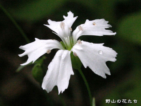 センジュガンピ－花