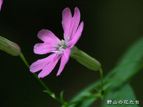 オオビランジ－花