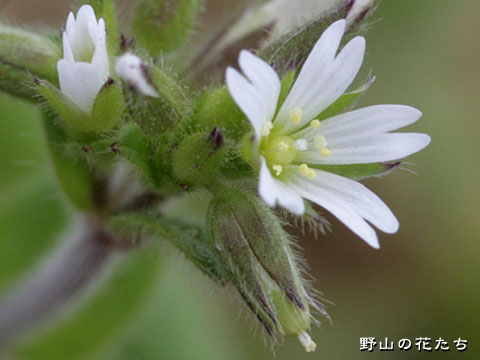 オランダミミナグサ－花３