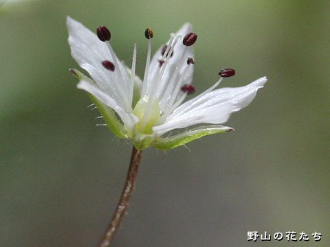 ワチガイソウ－花・茎